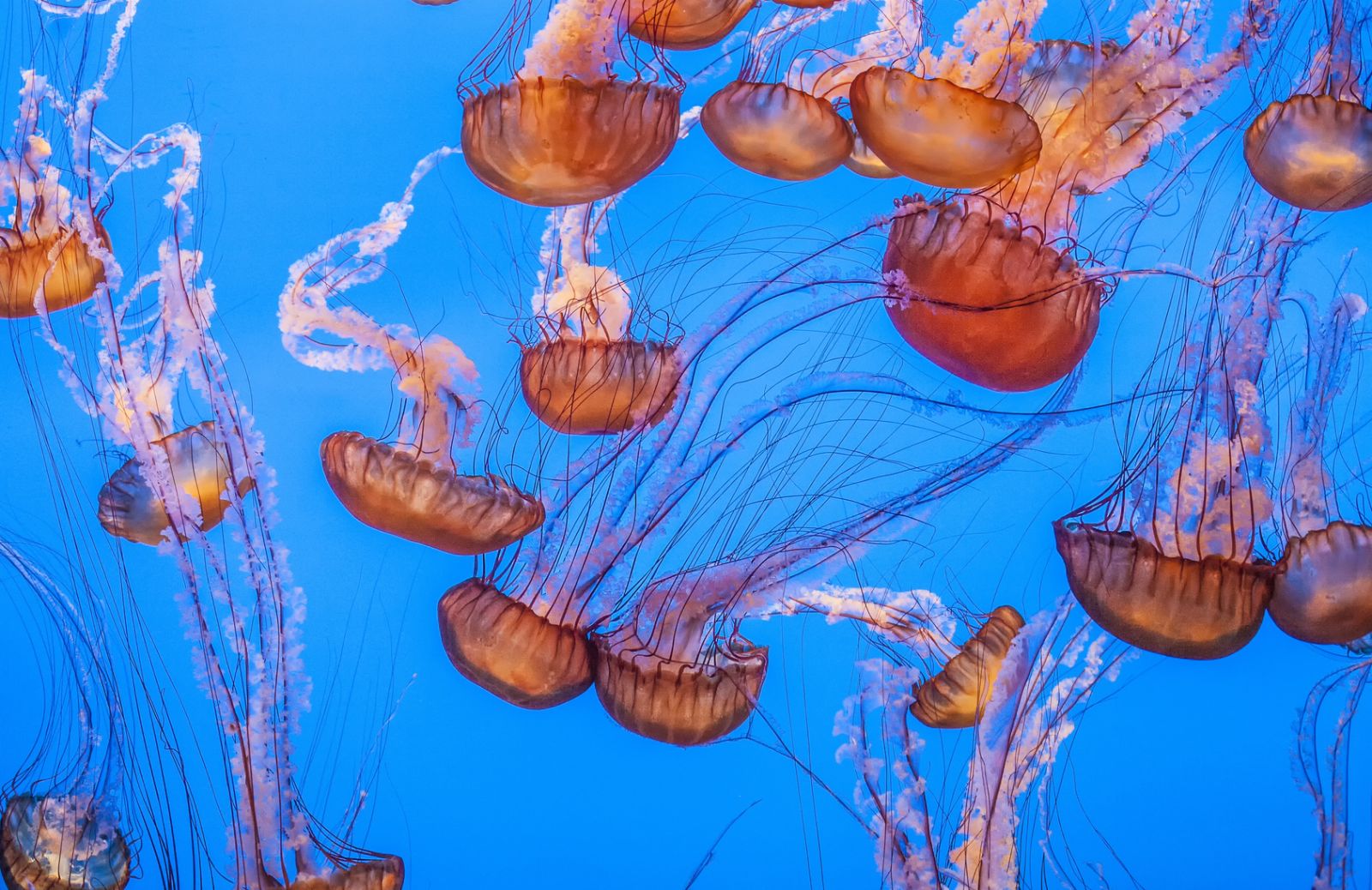 Patologie e disturbi estivi: reazioni da contatto causate da meduse, tracine, ricci e coralli