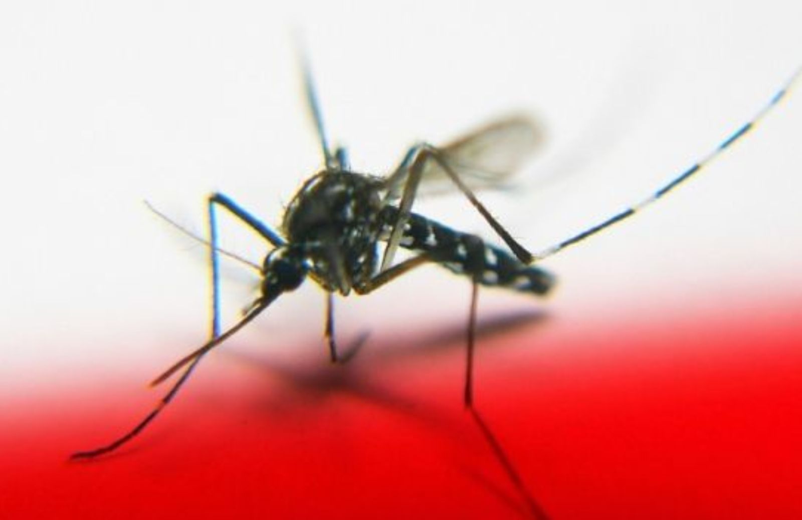 Come difendersi dalla malaria