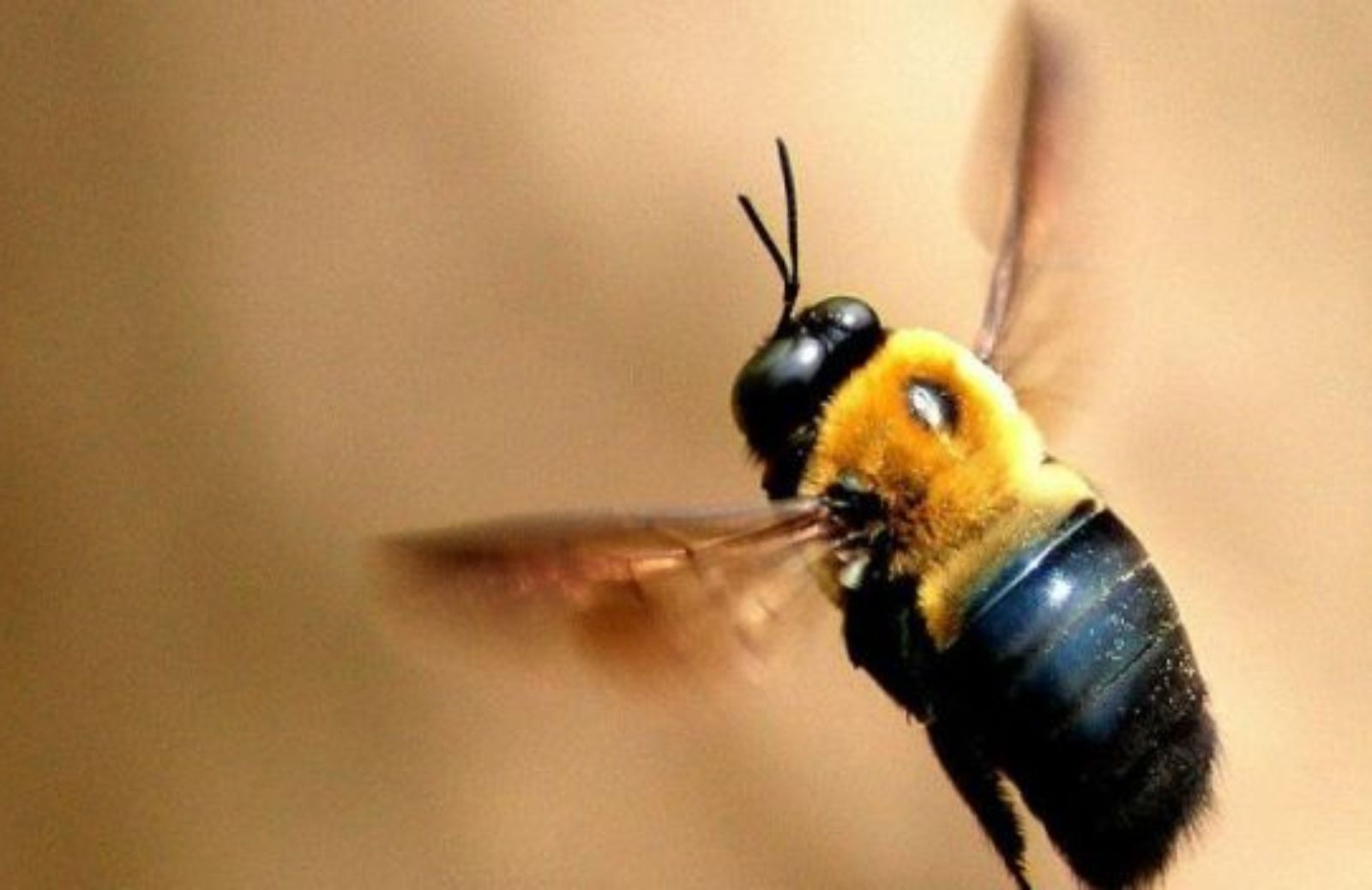 Come prevenire e curare le punture di api e vespe