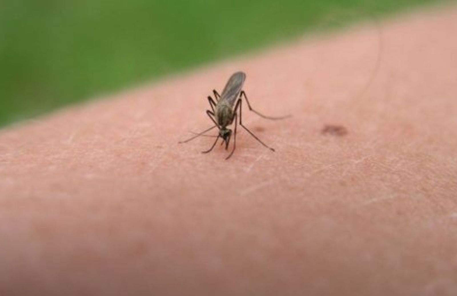 Come reagire ed evitare le punture di insetti e zanzare