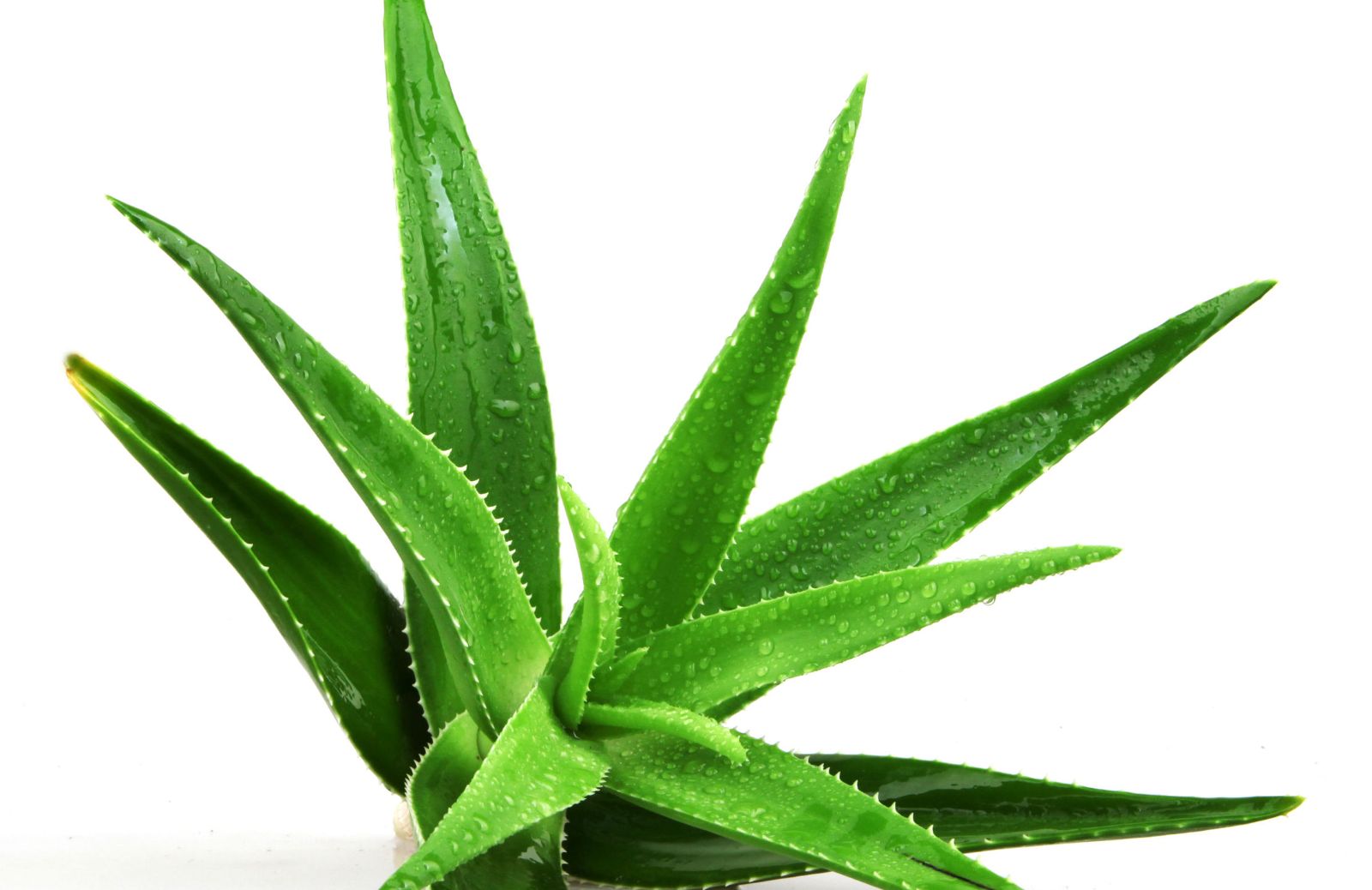 Aloe vera: proprietà e benefici