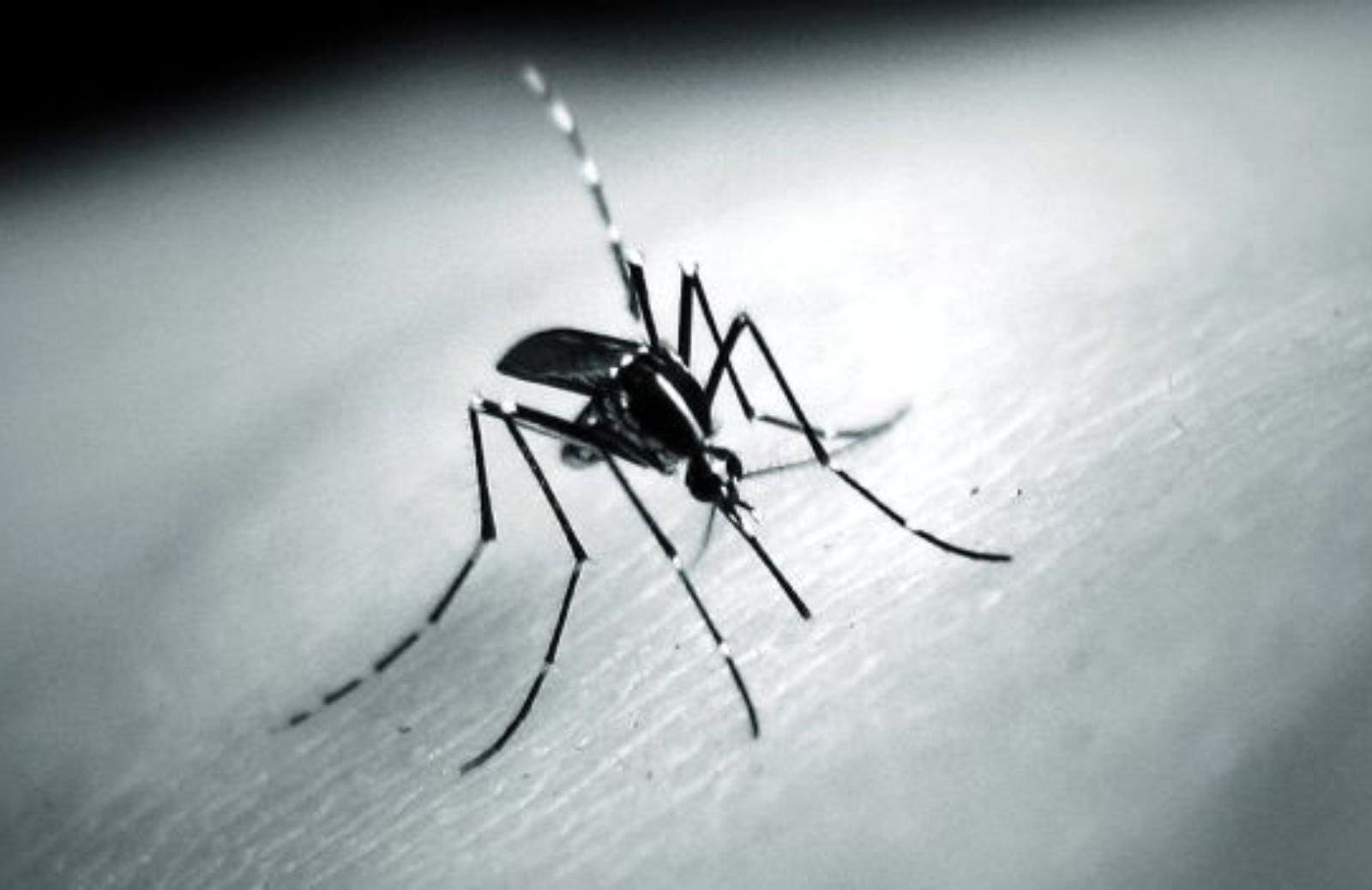 Come prevenire e curare le punture di zanzara con rimedi naturali
