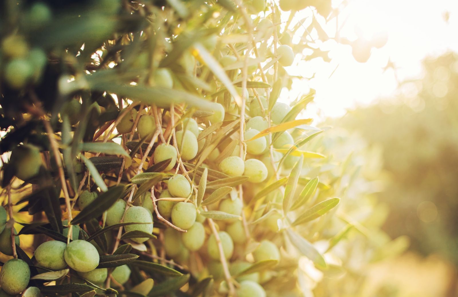 Foglie di olivo: i benefici per l'organismo