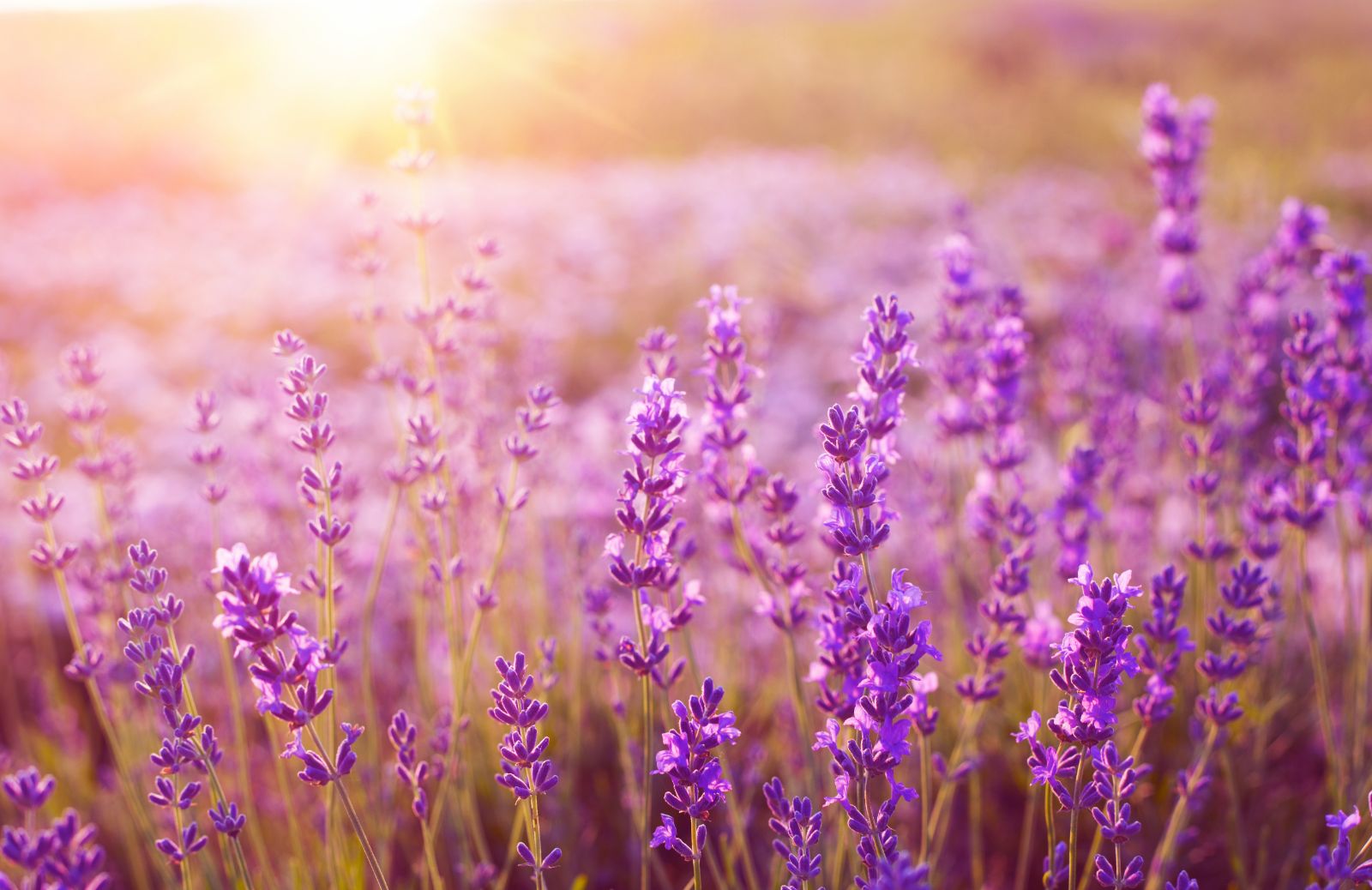 Lavanda: coltivazione, proprietà e usi