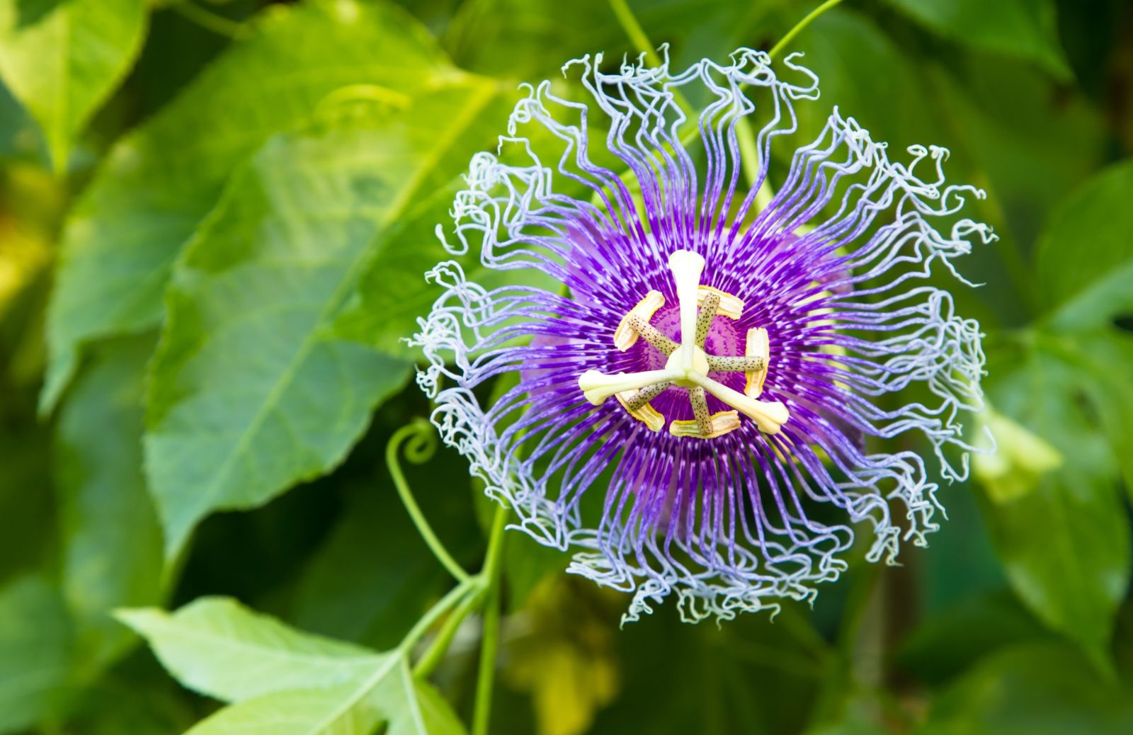 Passiflora: proprietà e benefici