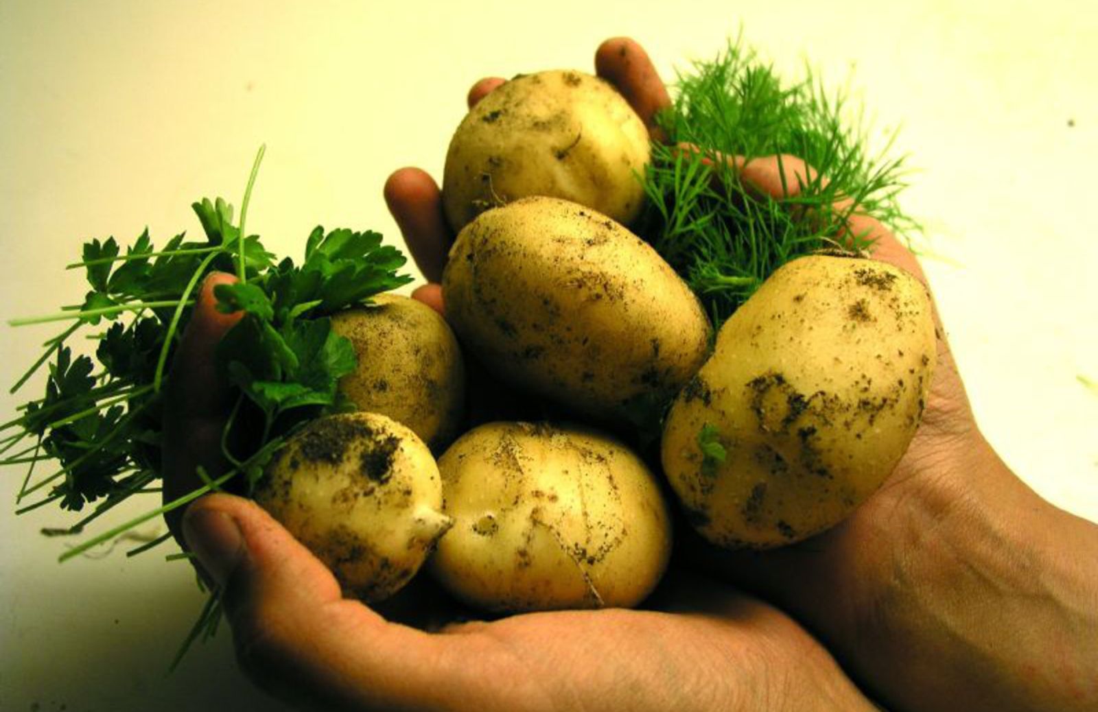 Patate contro il cancro: così si protegge lo stomaco