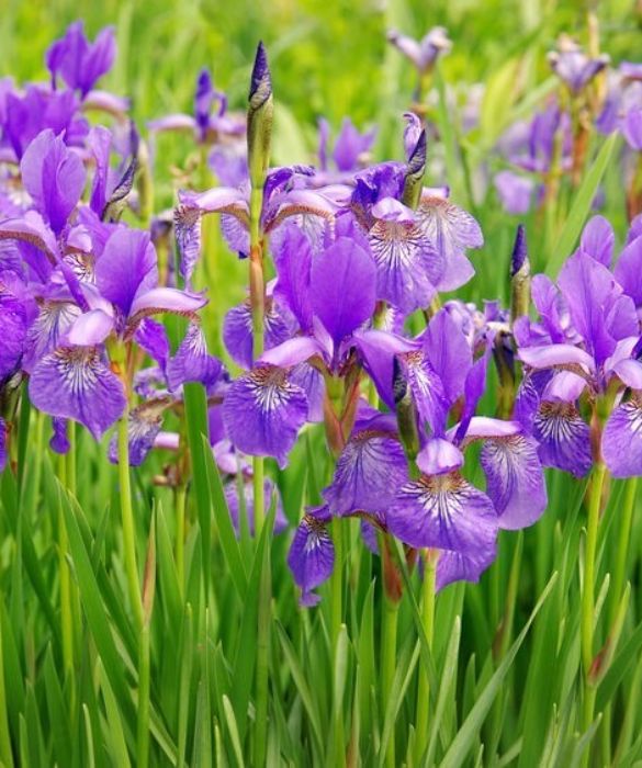 <p>Con un nome che significa “arcobaleno”, l’Iris  è un fiore variopinto, semplice e colorato che simboleggia la fede e la speranza ma anche il desiderio di comunicare un messaggio. Nel linguaggio dei fiori viene utilizzato soprattutto per porgere i propri auguri in generale e in particolare a chi sta per iniziare qualcosa di importante.<br />
 </p>
