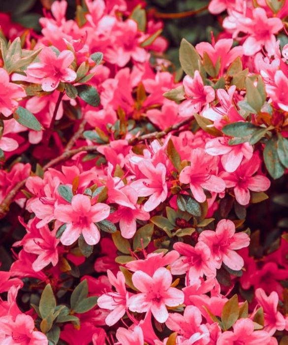 <p>Rosa, magenta, rosso, bianco. L’<strong>azalea</strong> fiorisce a lungo e regala colore e profumo. Pianta sempreverde, molto resistente sia al freddo sia al caldo, vive perfettamente sia in giardino sia in vaso. Simbolo di gioia, speranza e fortuna, nel linguaggio dei fiori richiama la figura della donna e soprattutto della mamma. Associato a concetti come femminilità e temperanza è anche il simbolo dell’amore puro e per questo è la scelta per antonomasia del dono floreale per la festa della mamma. </p>
