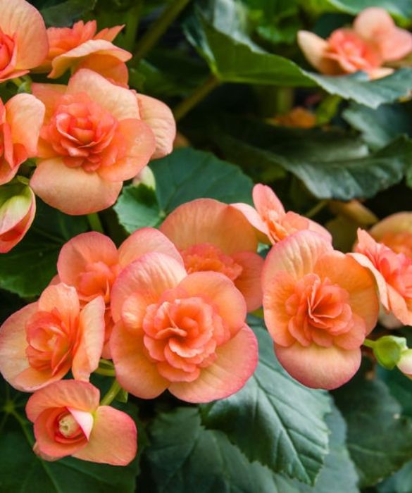 <p>Semplice da coltivare, la Begonia è una pianta tropicale di cui esistono circa 1600 specie. Il significato della begonia, secondo il linguaggio dei fiori è cordialità e simpatia. In particolare, simboleggia l’invito all’attenzione ed è un vero e proprio augurio di protezione da azioni o pensieri negativi altrui. In pratica viene considerata come un talismano per proteggere dai cattivi pensieri. </p>
