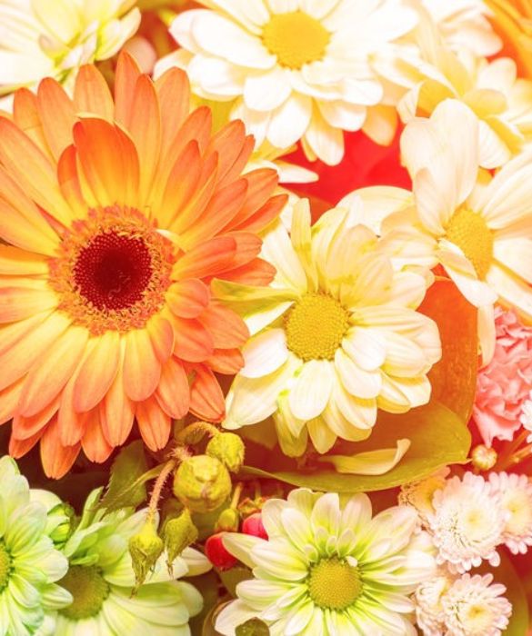 <p>Spesso confusa con la margherita, la <strong>gerbera </strong>ha i petali più lunghi e appuntiti. Fiore dai colori molto accesi e dalle tante varietà, assume un significato diverso a seconda della variante. La gerbera arancione è simbolo di gioia e allegria, mentre la gerbera rossa o arancione scuro simboleggia successo, costanza e buona volontà. Molto amata la gerbera gialla che significa gratificazione e, di solito, si regala a chi raggiunge un <strong>traguardo </strong>atteso da tempo come il superamento di un esame o un successo lavorativo.</p>
