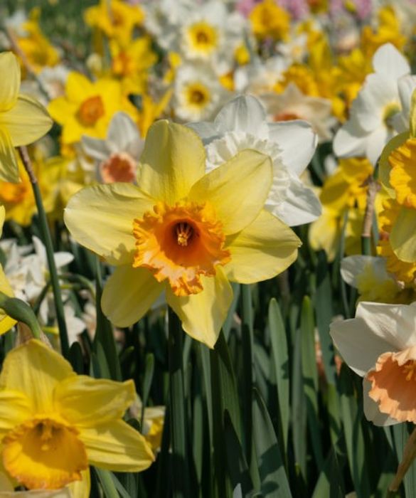 <p>Il suo odore penetrante è un tipico segnale della primavera. Un fiore elegante le cui caratteristiche fanno pensare al mito e al giovane pastore che accecato dalla vanità cadde nel lago ed annegò. Simbolo di divertimento e gioco, è l’ideale per dimostrare simpatia verso una persona.<br />
 </p>
