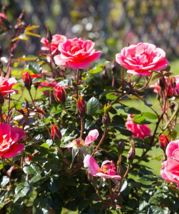 <p>È il fiore per antonomasia. In vaso, in giardino o nei bouquet, le rose con la loro delicatezza e il profumo suadente sono il simbolo del dono floreale. Da sempre il simbolo di amore, devozione, ammirazione, bellezza e perfezione, simboleggia il segreto. In particolare mentre la rosa rossa rappresenta la passione, il significato della rosa bianca è l’amore puro e la rosa gialla significa gelosia ma anche allegria.</p>
