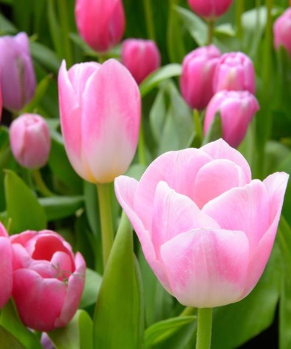 <p>Tra le piante da bulbo è sicuramente la più conosciuta e con il suo aspetto eretto e vistoso è da sempre molto apprezzato e ricercato. Il suo significato è legato all’amore eterno e in genere rappresenta un messaggio d’amore da inviare a una persona unica. Il colore definisce la connotazione particolare: il tulipano rosso simboleggia l’amore perfetto mentre il tulipano giallo parla di amore disperato. Infine, il tulipano viola/fucsia rappresenta la modestia e l'umiltà.</p>

