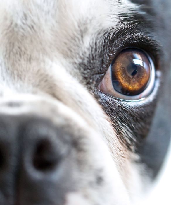 <p>In passato si credeva che i cani vedessero in bianco e nero. In realtà, recenti studi hanno evidenziato che anche i nostri migliori amici vedono i colori, ma senza individuare tutte le sfumature cromatiche che vediamo noi, in quanto la loro retina è meno sviluppata della nostra.</p>
