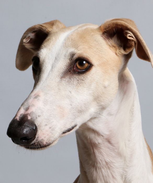 <p>Il Galgo è un levriero nativo della Spagna, molto utilizzato per la caccia alla lepre. Si tratta della razza di cane più veloce del mondo. Può raggiungere i 72 kilometri orari… Mica male, no?</p>
