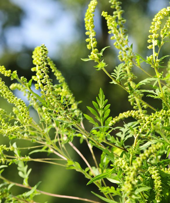 <p>Quando si sente parlare di composite ci si riferisce proprio all’artemisia, insieme all’ambrosia. Il sintomo tipico è un pesante raffreddore, ma nei casi più gravi si può soffrire anche di asma allergico. </p>
