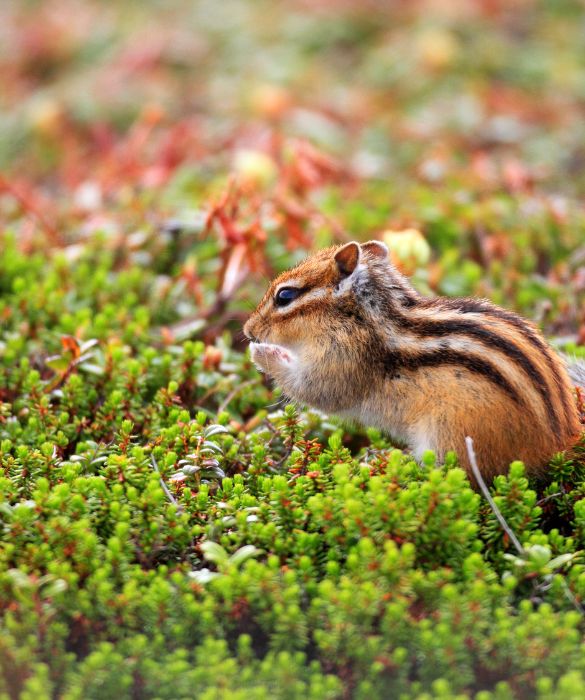 Lo scoiattolino giapponese è un piccolo animale molto attivo e vivace, non ci si annoia mai!