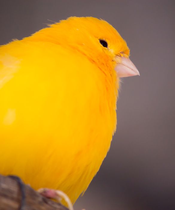 Coloratissimo e canterino, il canarino porterà allegria anche nell'appartamento di città più angusto!