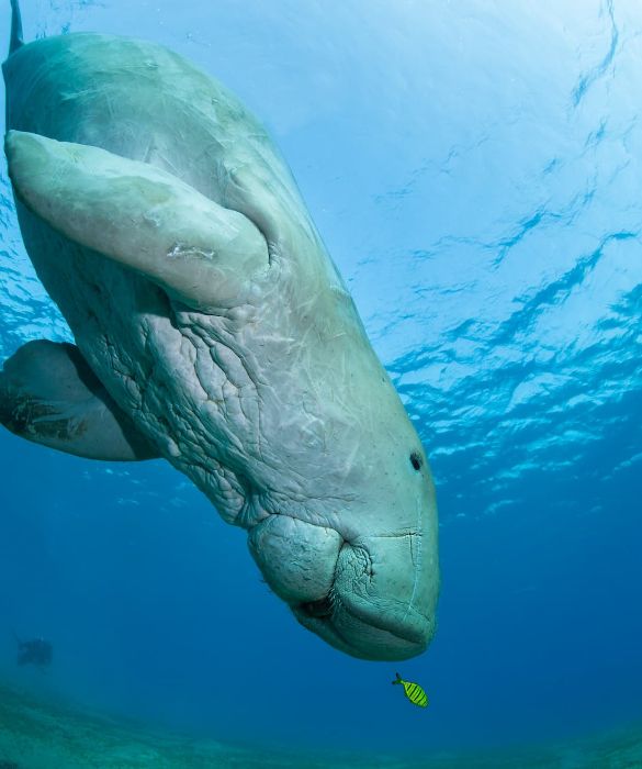 <p>Il dugongo (o dugong dugon) è un animale acquatico di grossa mole che supera spesso i 3 metri di lunghezza. La sua buffa fisionomia gli ha fatto guadagnare il soprannome di "mucca di mare".</p>
