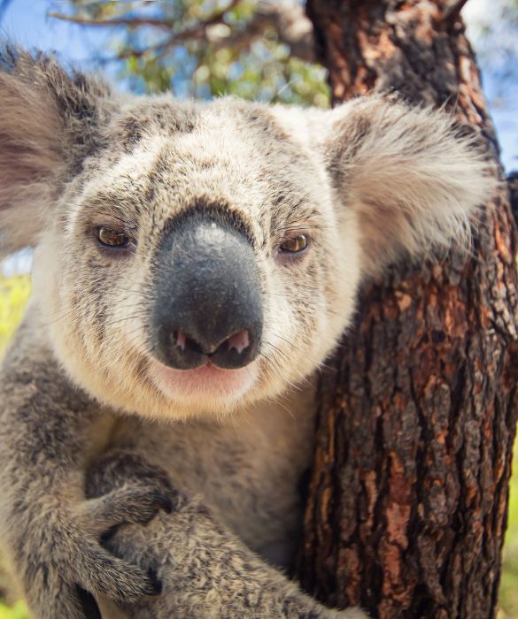 <p>Il koala è un mammifero marsupiale australiano con grandi orecchie, grossa testa e occhietti vispi separati dal caratteristico naso schiacciato. E' un animale buffo e tenero che passa gran parte della sua vita su alberi di eucalipto, delle cui foglie si nutre.</p>
