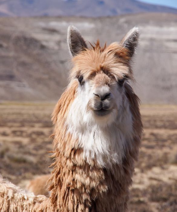 Il lama è un grosso camelide originario del sud America ma, a differenza del cugino cammello, è privo di gobbe. Il lama è un animale molto docile dal caratteristico e buffo muso che gli conferisce la caratteristica espressione pacifica.