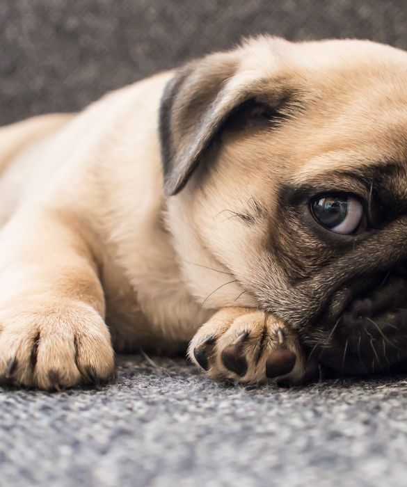 Il carlino è buffo, è simpatico ed è di piccola taglia, adatto anche alla vita in appartamento. E' perfetto per i piccoli di casa!