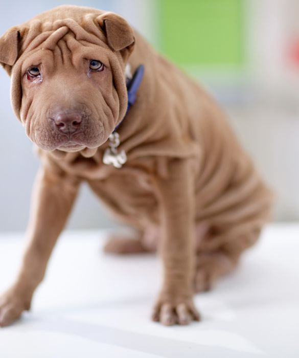 Lo Shar-Pei è coccolosissimo! E' un cane paziente, pigro e molto tranquillo. E' decisamente buono con i bimbi e gioca volentieri con loro, basta che non siano giochi troppo energici!