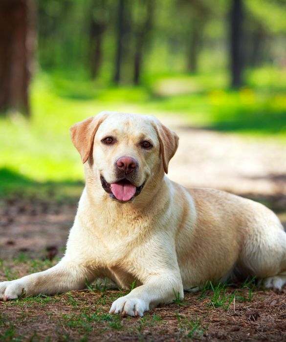 Il labrador è docile e paziente e, a detta di molti, è il perfetto cane di famiglia. Pronto al divertimento e al gioco, i bambini lo ameranno al primo sguardo!