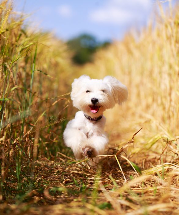 Il maltese è un cane giocherellone anche da adulto e, di conseguenza, va molto d'accordo con i bambini perché molto docile.