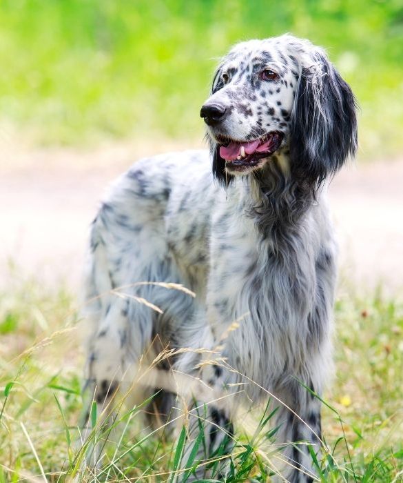 <p>E' leale e ama stare in compagnia. E' un cane molto attivo ed energico e quindi è perfetto per tutti i bimbi... Instancabili!</p>
