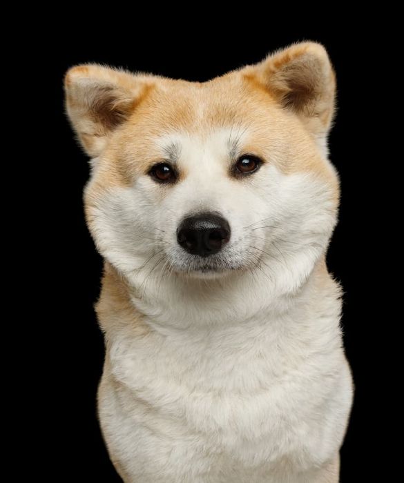 <p>L'akita (anche detto Akita Inu) è una razza antica che ancora oggi ha un significato particolare in Giappone simboleggiando la fedeltà nei confronti del padrone. E' un cane coccolone molto dolce e gentile.</p>
