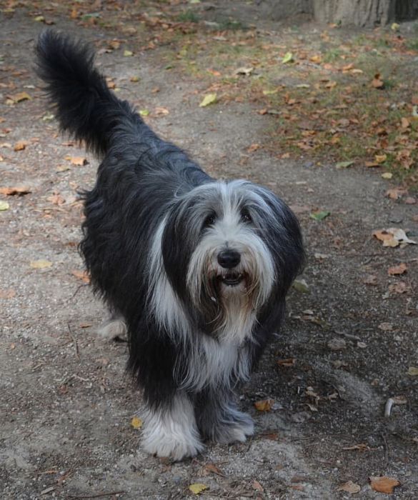 <p>Il Bobtail è una razza canina di origine britannica spesso utilizzata per la pastorizia. Il Bobtail è un cane docile ed equilibrato. Coraggioso quando serve, è leale ed affidabile</p>
