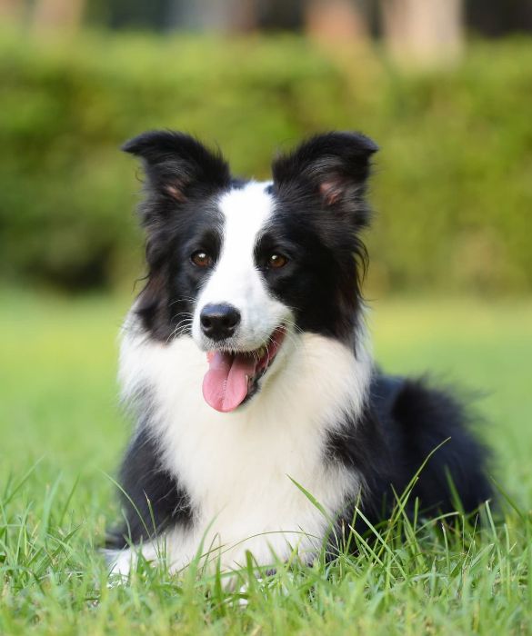 <p>l Border Collie è un cane tranquillo ma portato al gioco; è un cane elegante che sarebbe riduttivo relegare al ruolo di cane da compagnia. Alcuni lo definiscono il cane più intelligente al mondo.</p>
