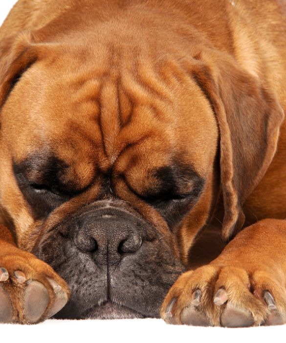 Il Boxer è una razza canina appartenente alla famiglia dei Molossoidi che nacque in Germania attorno al 1870. E' molto intelligente e facilmente addestrabile, docile e molto attaccato alla famiglia. E’ possibile anche tenerlo in appartamento data la sua mole non troppo grande ed il suo pelo pulito.