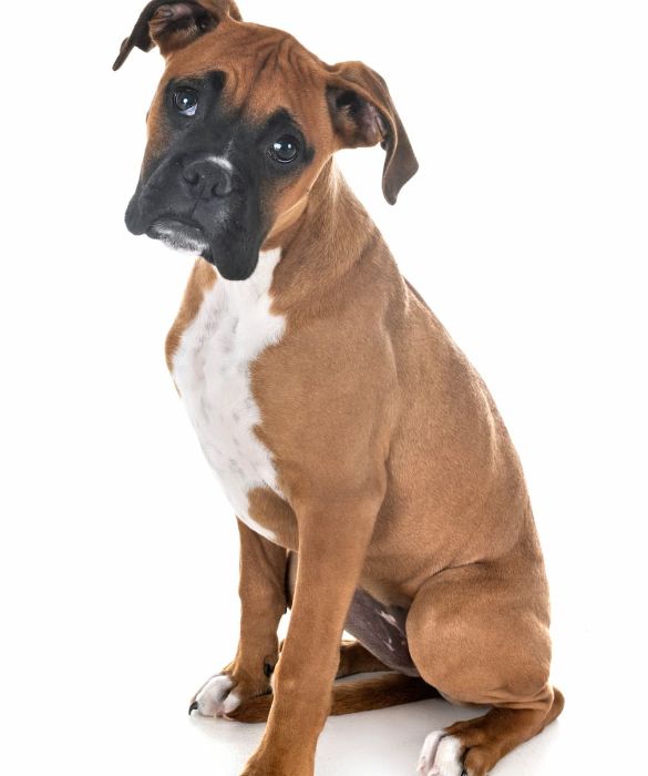 <p>Il Boxer è una razza canina appartenente alla famiglia dei Molossoidi che nacque in Germania attorno al 1870. E' molto intelligente e facilmente addestrabile, docile e molto attaccato alla famiglia. E’ possibile anche tenerlo in appartamento data la sua mole non troppo grande ed il suo pelo pulito.</p>
