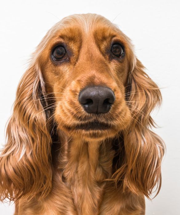 <p>Il Cocker Spaniel Inglese è una razza di cane da caccia, selezionata originariamente per la caccia della beccaccia. Ottimo nuotatore, è adatto al lavoro in palude. Ha un temperamento costante e non è affatto pauroso.</p>
