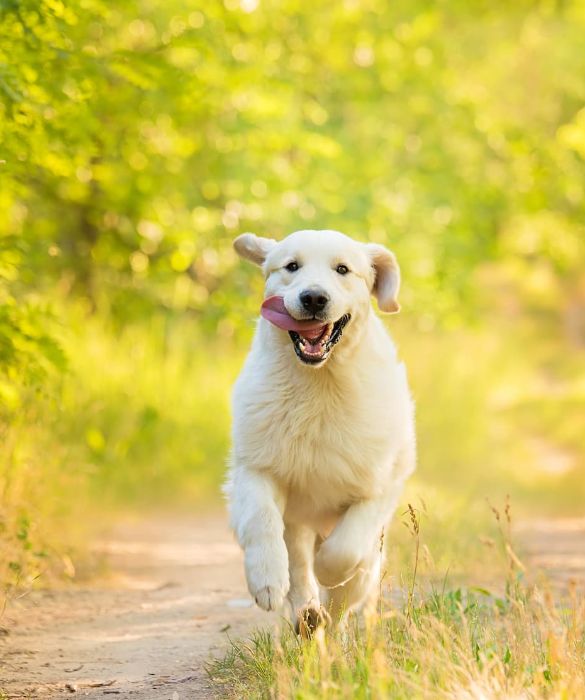 <p>Il Golden Retriever è un cane da riporto proveniente dalla Gran Bretagna. Per la sua lealtà e fedeltà è adatto anche per la guardia e per la compagnia. E' molto adatto alla famiglia ed ai bambini.</p>
