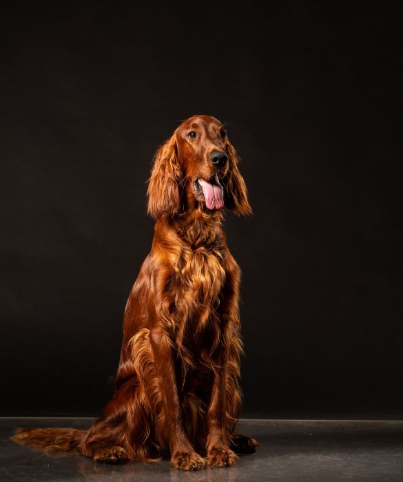 <p>Il Setter è una razza canina spesso utilizzata per la caccia. Il Setter è un cane molto allegro e vivace, affettuoso e molto attaccato al padrone. È adatto anche a stare sempre a contatto diretto con i bambini.</p>
