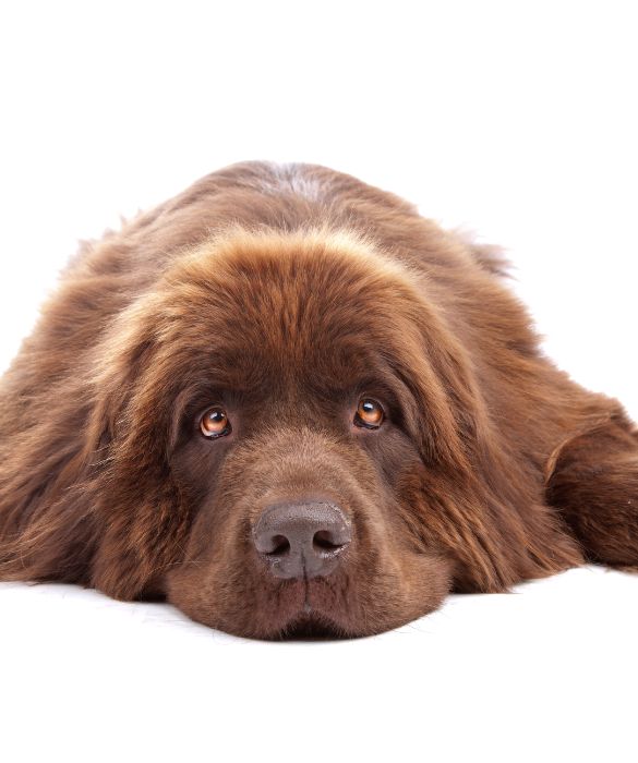 Terranova è una razza di cani originaria dell'omonima isola canadese. Tre sono le varietà a seconda del colore del manto: nero, marrone e il bianco con macchie nere. Il Terranova ama molto l'acqua ed è spesso utilizzato per il soccorso. E' amichevole e difficilmente reagisce se non in difesa del padrone.