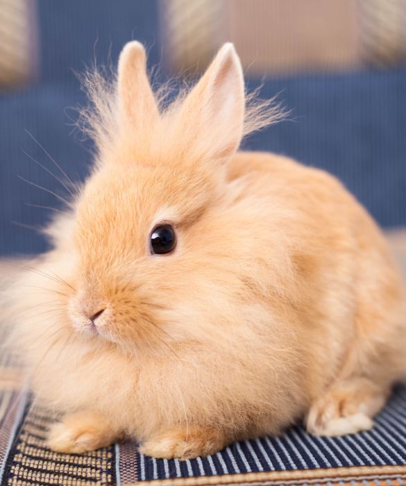 E' difficile determinare lo stato di salute di un coniglio, poiché è nel suo DNA tentare di nascondere il malessere fino a quando il dolore non è all'estremo. Perché? In natura i conigli sono prede di molti animali e per questo dimostrarsi deboli non può che essere a loro sfavore.