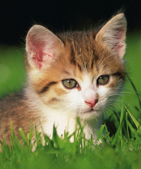 Per prima cosa quando adottate un gatto è importante farlo visitare da un veterinario, che controllerà che non vi siano parassiti o problemi di salute.