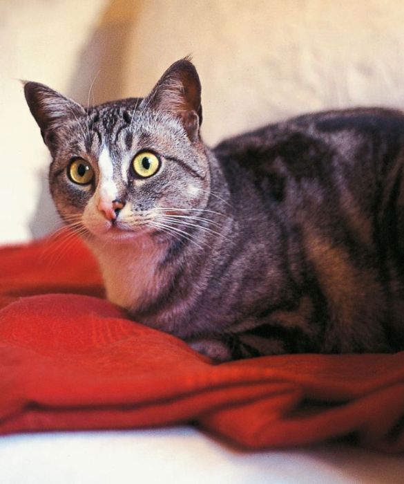 I gatti adorano il tepore, fate in modo che ci sia sempre un angolo della casa caldo in cui il gatto possa ritirarsi sentendosi sicuro e protetto.