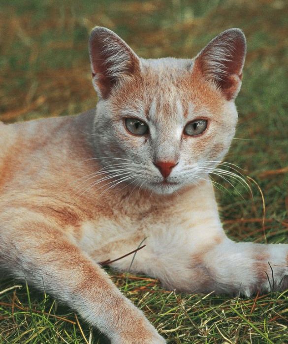 Il linguaggio corporeo dei gatti è molto più difficile da decifrare rispetto a quello dei cani. Cercate di entrare in sintonia con l'animale e sviluppare il vostro senso d'osservazione. Anche piccoli cambiamenti possono essere il segnale di un malessere, in questo caso rivolgetevi subito al vostro veterinario.