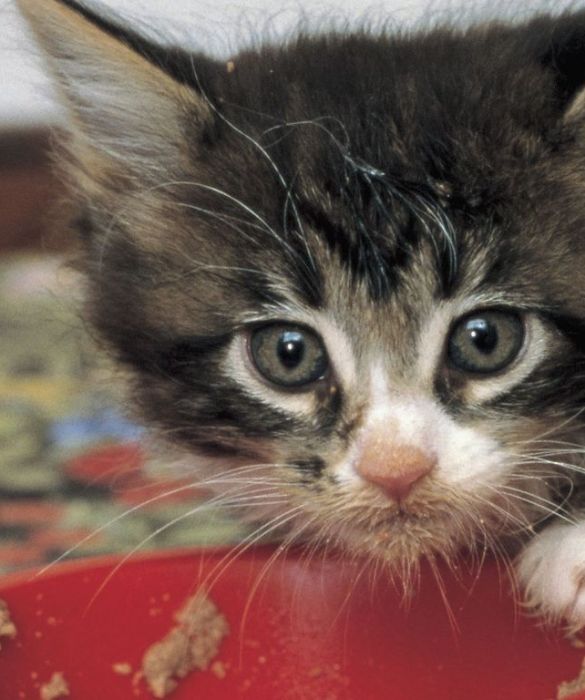 Non sperate che il vostro gatto mangi gli avanzi di pranzi o cene, non lo farà nenche se ha veramente fame! Questa dieta non è adatta né tantomento gradita ai mici! Come per le persone, anche i gatti hanno i loro gusti in fatto di cibo: fategliene provare diverse tipologie, sarà lui a guidarvi verso le sue preferite. In ogni caso cercate di comprare alimenti per gatti di buona qualità verificando che la percentuale di carne o pesce sia relativamente alta (almeno 40%).