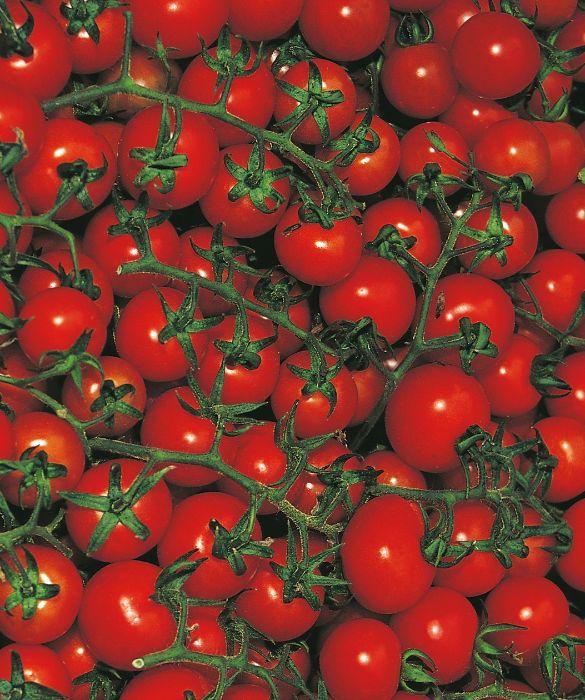 Prodotti tipici della Sicilia: i pomodori Pachino