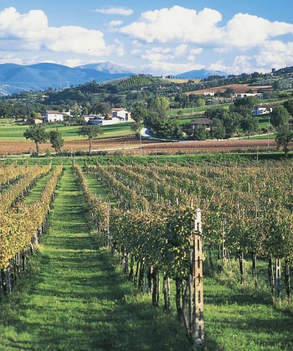 Montefalco è un comune in provincia di Perugia, posto sulle balze che dominano le valli del Topino e del Clitunno. 
