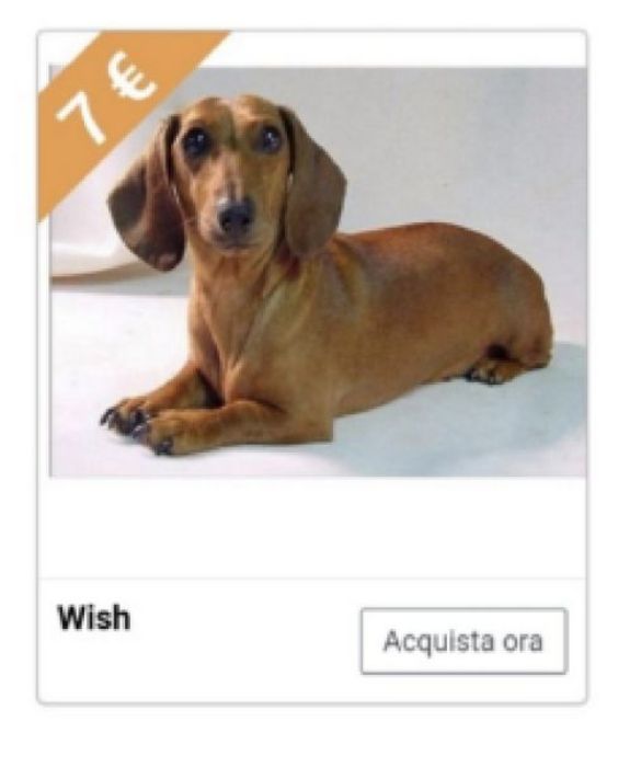 <p>Care mamme, lo so che siete esasperate da questa ricorrente e insistente domanda che i vostri bambini vi rivolgono tra le 7 e le 400 volte al giorno. Però si sa, i cuccioli sono vivaci, combinano guai e fanno la pipì ovunque e proprio per questo, nonostante amiate i vostri bambini con tutto il cuore, siete state costrette a dire di no. Ma Wish ha pensato proprio a tutto: un bassotto adulto in vendita al modico prezzo di 7 euro!</p>