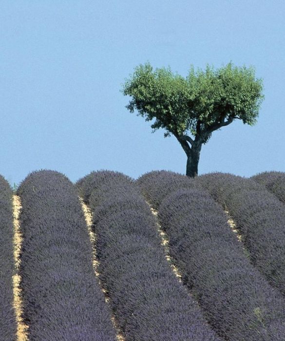 Alcuni profumi e odori e ci ricordano l'infanzia o un determinato momento felice, facendoci subito sentire bene. In particolare l'aroma di vaniglia riduce l’ansia mentre il profumo di lavanda aiuta a rilassarci e a dormire.