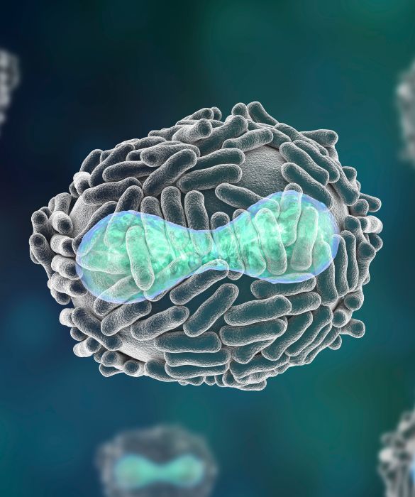 Una malattia grave ed estremamente contagiosa che decimò la popolazione mondiale dalla sua comparsa, arrivando ad avere tassi di mortalità fino al 30%. Fino alla prima metà del Novecento, nella sola Europa si contavano ancora 400mila morti ogni anno. Giunse nel Nuovo Mondo quando i conquistatori iniziarono ad attraversare l’oceano, sterminando quasi totalmente le popolazioni native americane con difese molto basse contro nuove malattie e in Europa ebbe un periodo di drammatica espansione durante il XVIII secolo. Nel 1976 Edward Jenner, osservando l’immunità al virus da parte degli allevatori di bovini, scoprì il vaccino e dal 1977 è considerato estinto. 