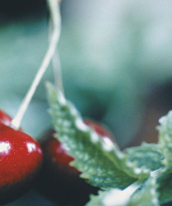 Antinfiammatori, diuretici e astringenti: sono i peduncoli di ciliegio, da usare freschi per prepare un decotto facendoli bollire per un quarto d'ora. Questo rimedio naturale non è adatto per chi ha problemi di coagulazione e assume aspirine.